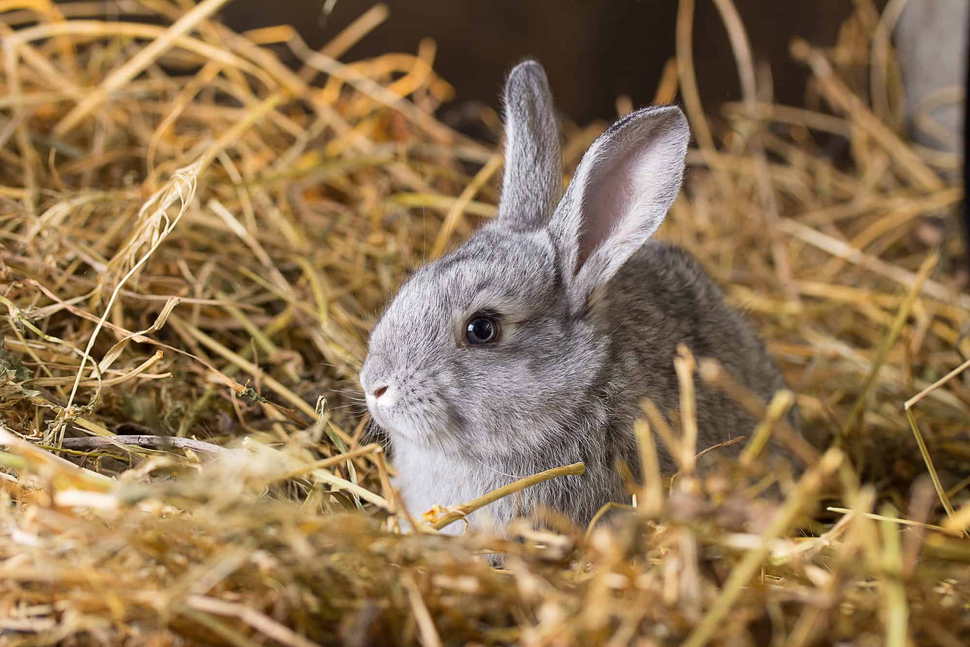 Rabbit Behaviours