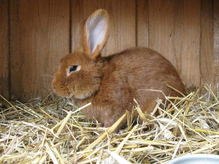 Guinea Pigs Facts