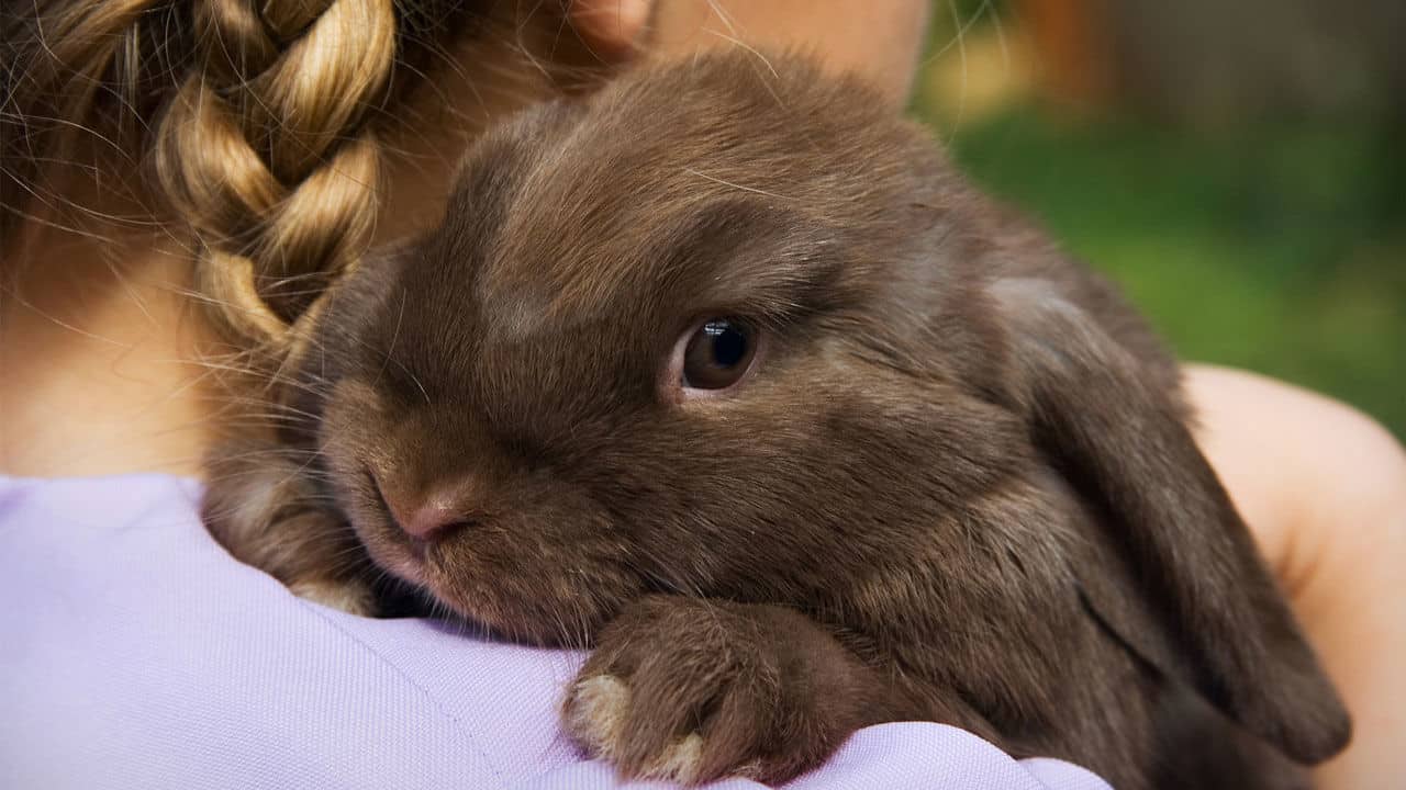 Rabbits As Pets