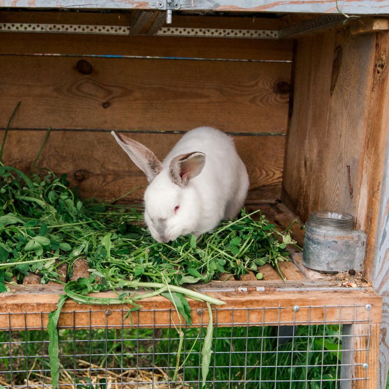 Rabbits Eat Grass