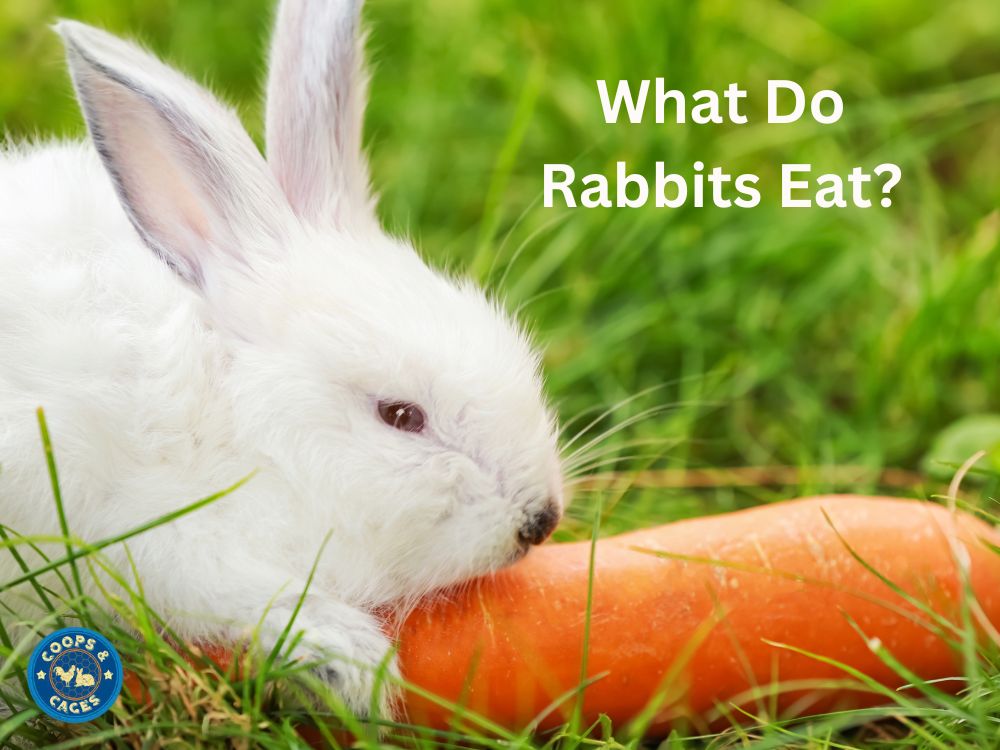 What Do Rabbits Eat