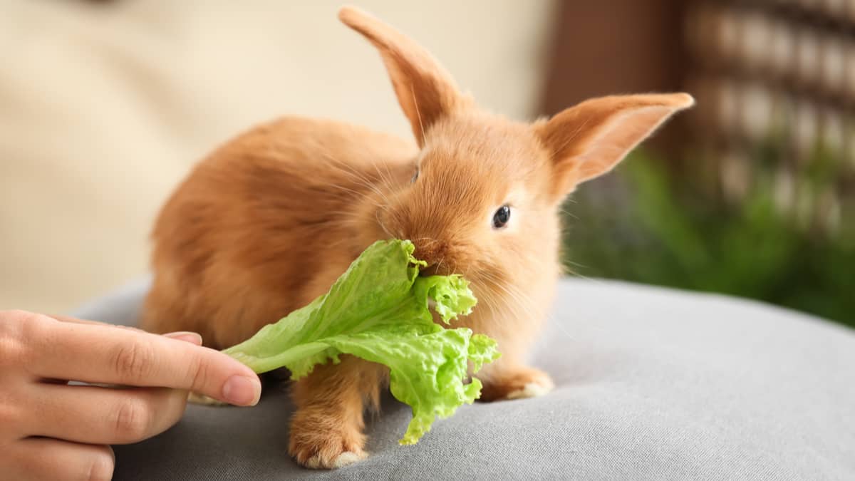 What Do Rabbits Eat?