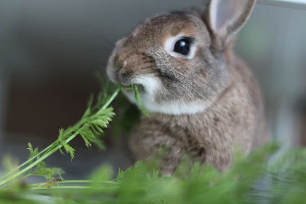 What Rabbits Eat