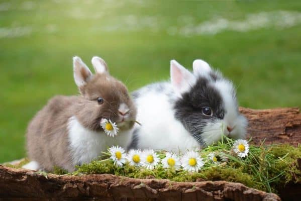 Where To Buy Rabbits