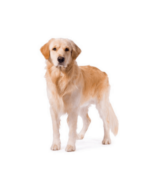 Golden Retriever - Cute Dog Breed