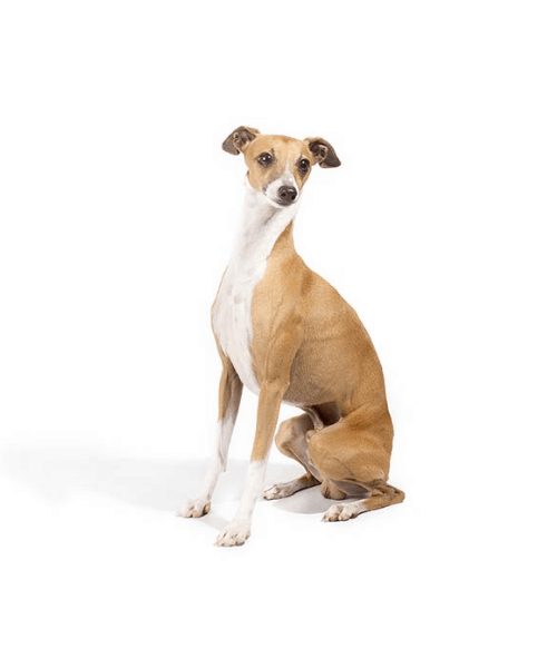 Italian Greyhound - Cute Dog Breed