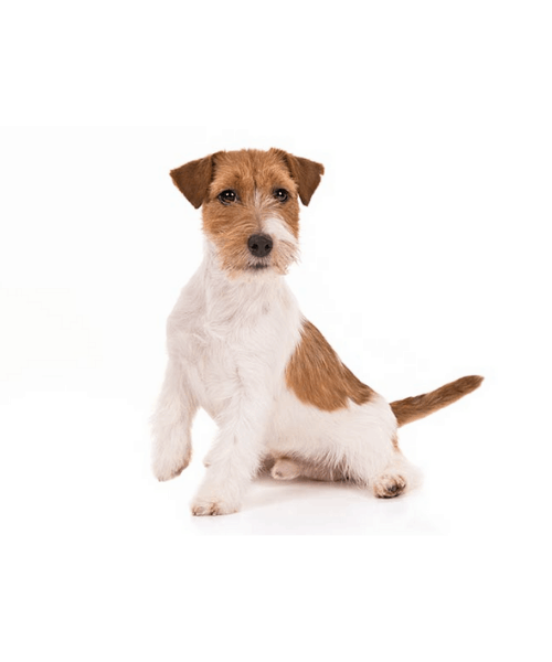Jack Russell Terrier - Cute Dog Breed