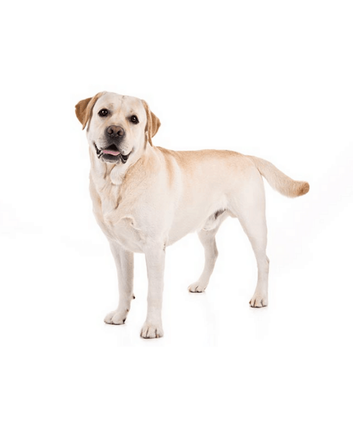 Labrador Retriever - Cute Dog Breed