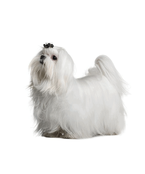 Maltese - Cute Dog Breed