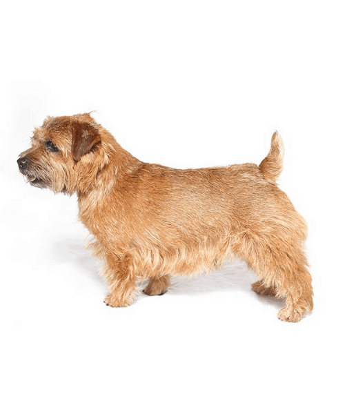 Norfolk Terrier - Cute Dog Breed