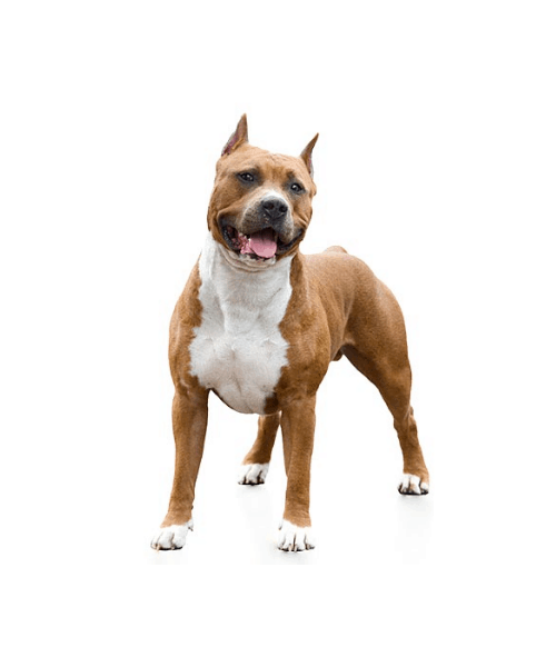 Pit Bull Terrier - Cute Dog Breed
