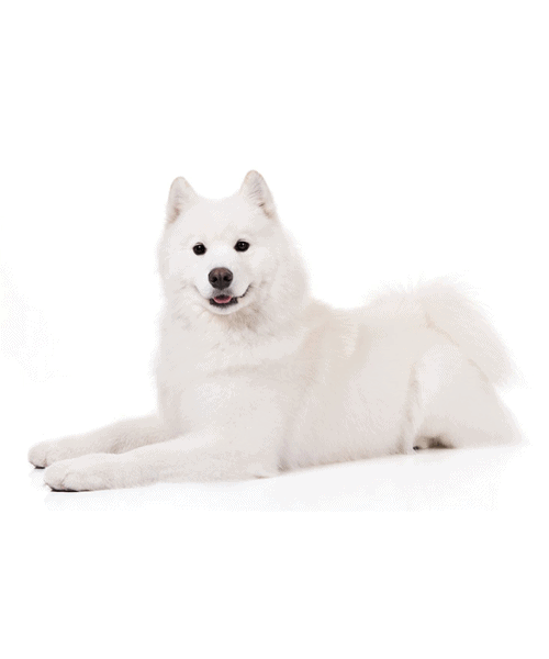 Samoyed - Cute Dog Breed