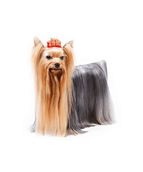 Yorkshire Terrier - Cute Dog Breed