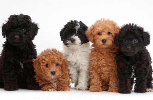 All the different variations of Oodle dogs