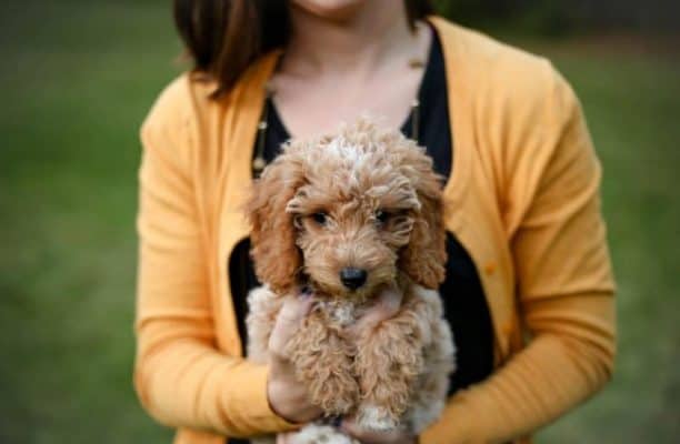 Buying and Oodle Puppy