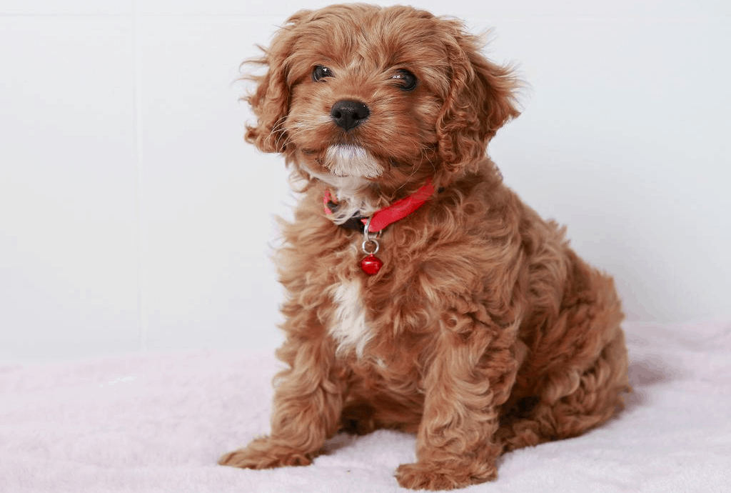 The Cavoodle has a long, thick coat that can be wavy or straight.