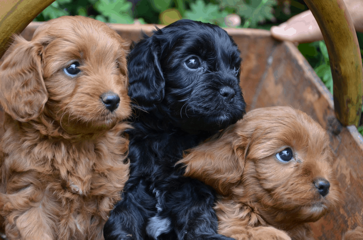 Adult Cavoodles can sometimes be available to adopt from shelters or rescue organisations