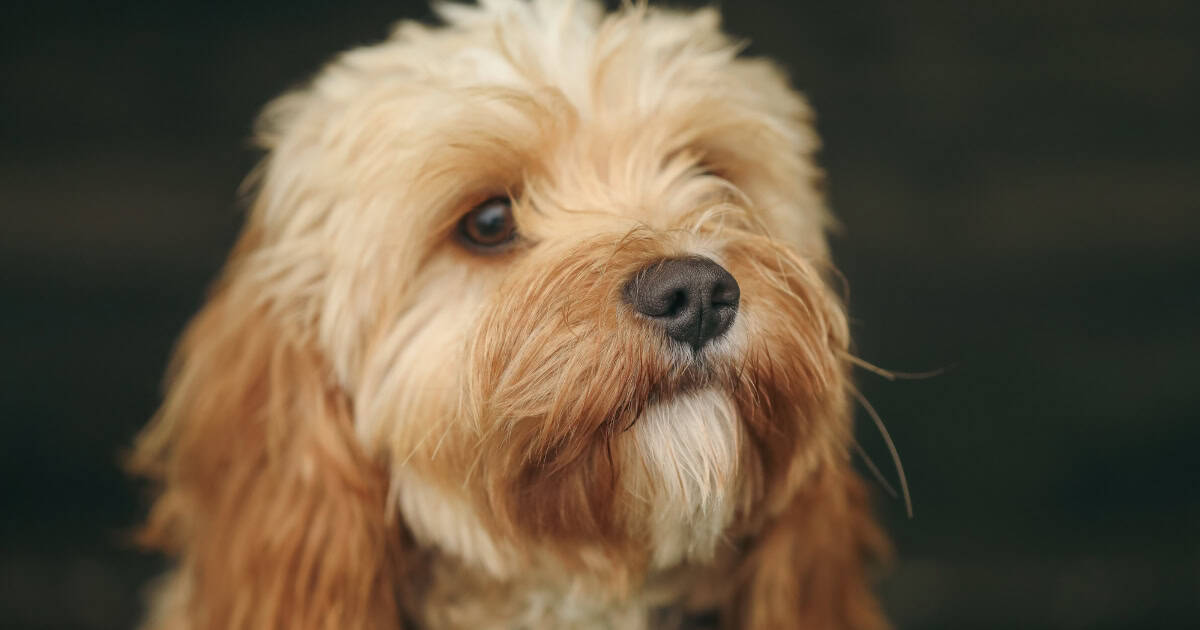 Cavoodle