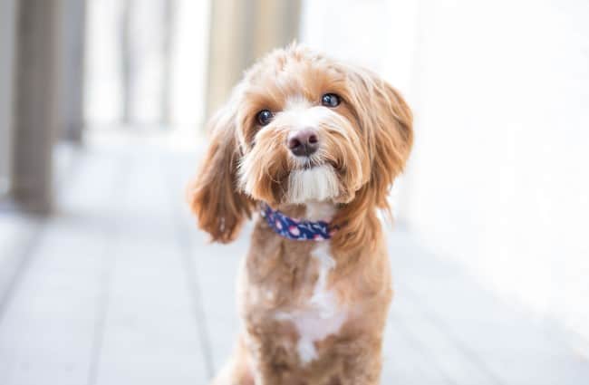 Cavoodles are a cross between a Cavalier King Charles Spaniel and a miniature Poodle