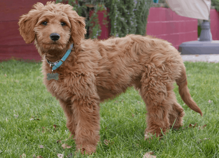 Groodle Everything You Need To Know About This Adorable Dog Breed