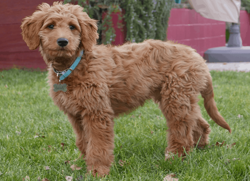 Groodle Everything You Need To Know About This Adorable Dog Breed