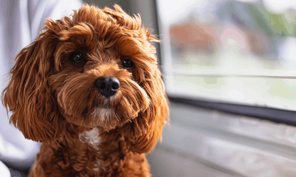 Cavoodle puppy that has one cavalier King Charles spaniel parent and one poodle parent