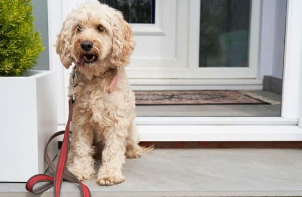 How and where to adopt an Oodle dog