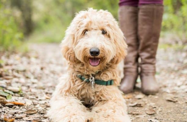 Labradoodle Dog Breeds