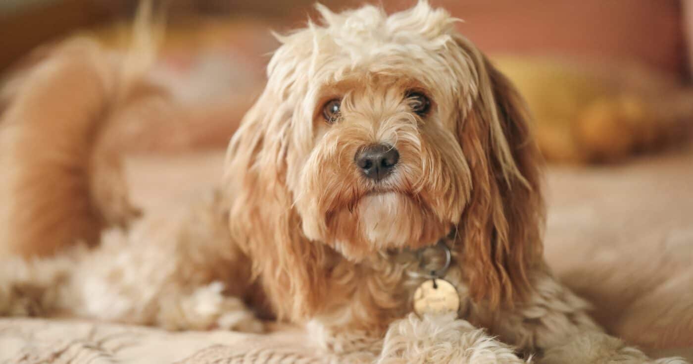 Pet Cavoodle