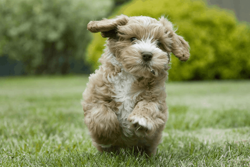 Spoodle Dog Breed