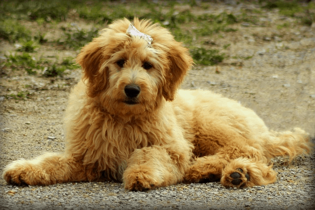 The Groodle Dog Breed