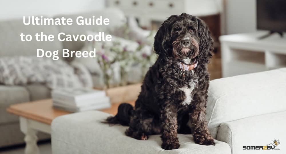 Ultimate Guide to the Cavoodle Dog Breed