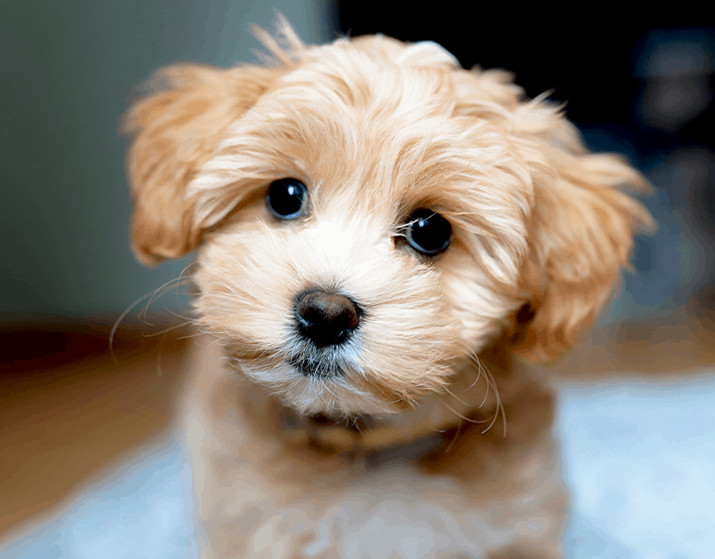 Black moodle 2024 dog