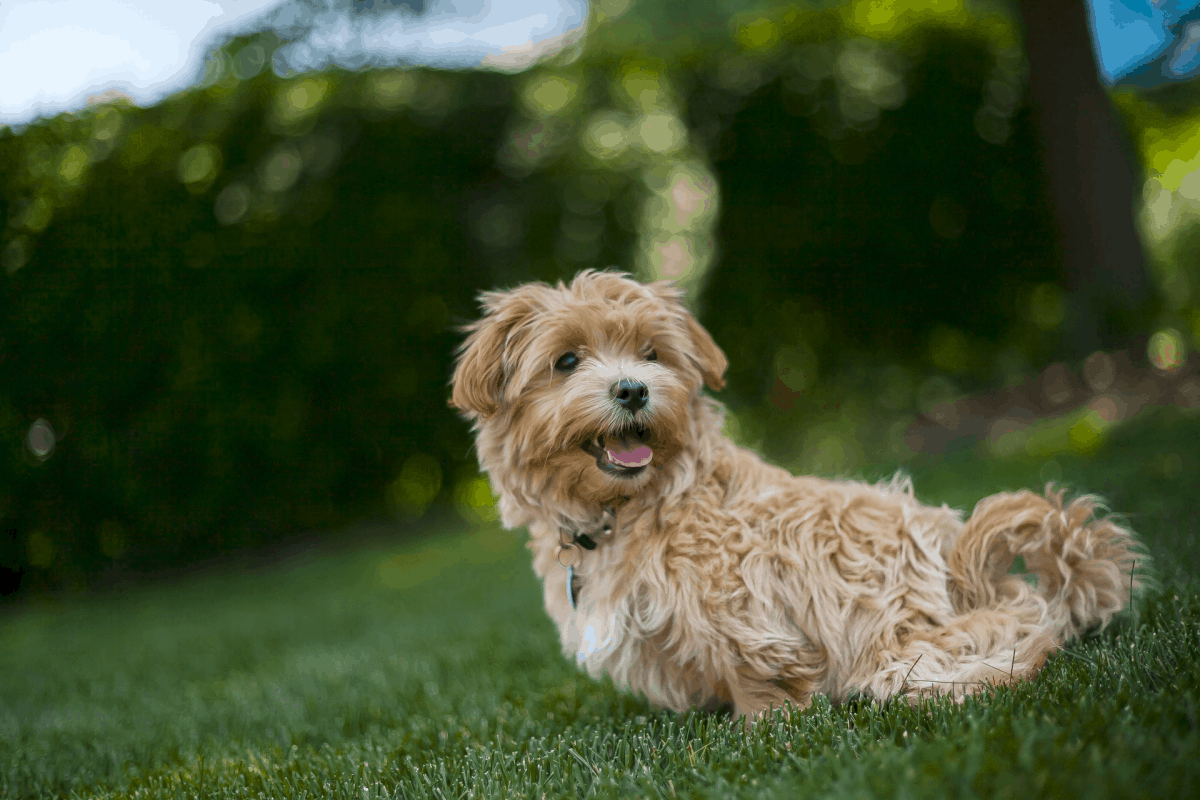 Maltipoo Grooming