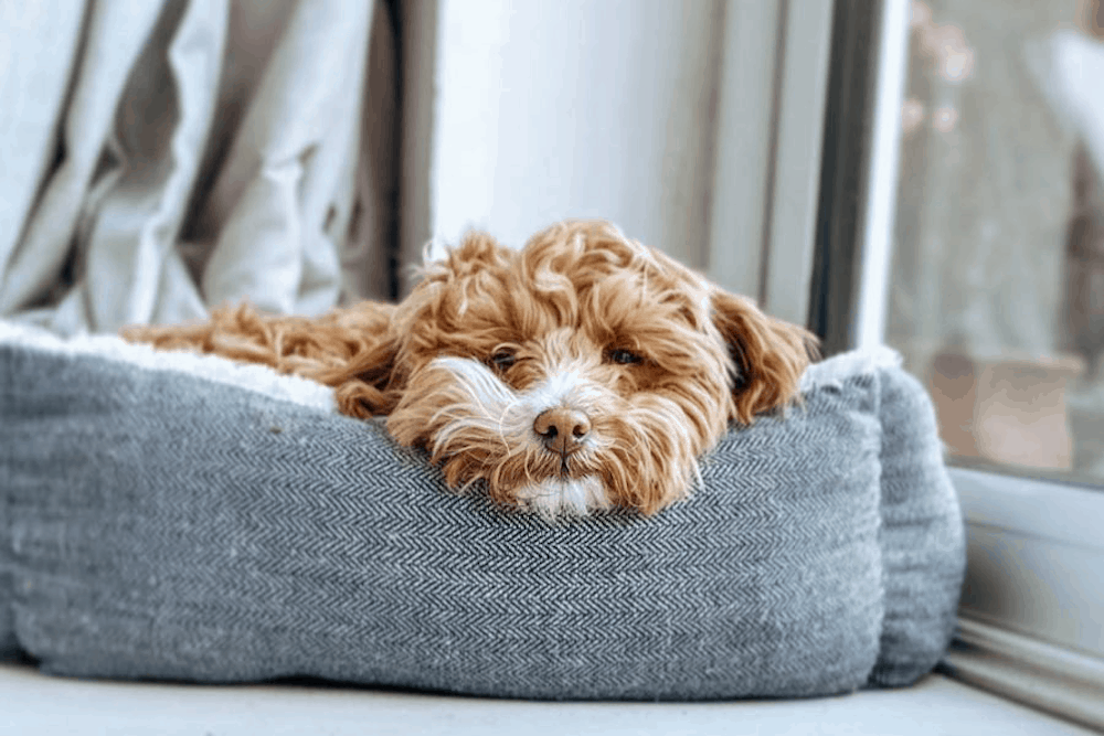 Maltipoo Temperament