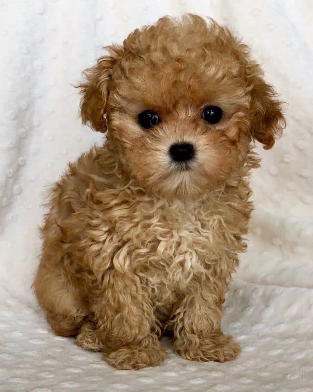 Teacup Maltipoo Puppies