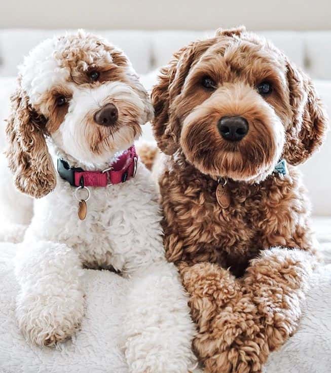 Australian labradoodles may be a blend of up to six dog breeds