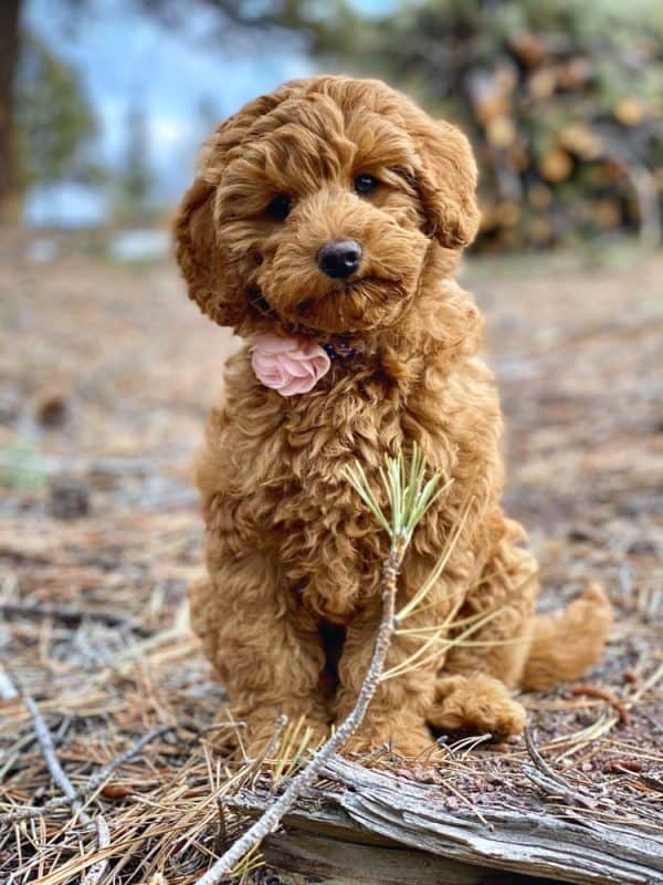 Labradoodles come in 3 size variations