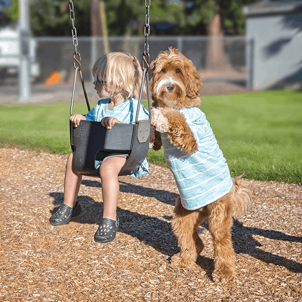 Labradoodles make great family pets