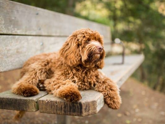 The labradoodle is a cross between a labrador retriever and a poodle