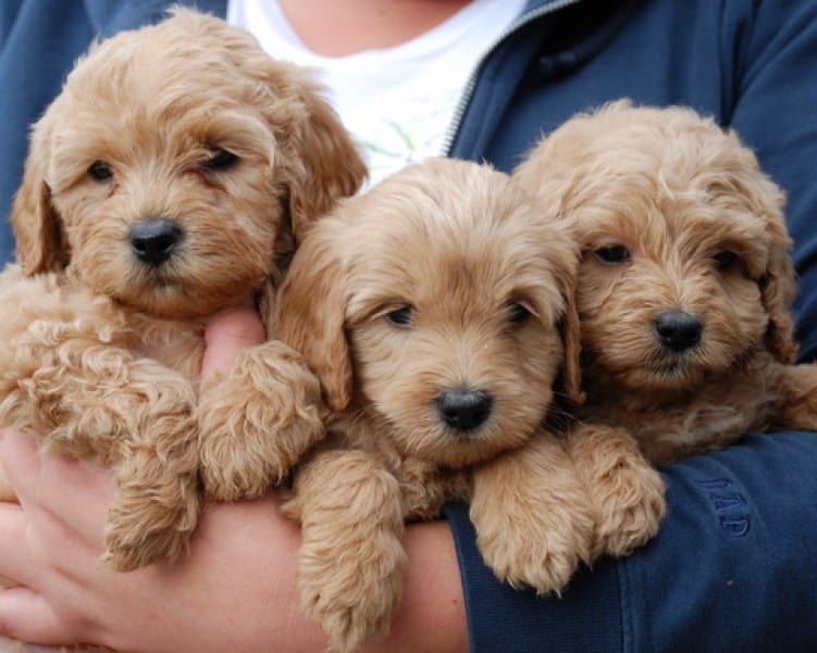 There is a high demand for this Labradoodle puppies