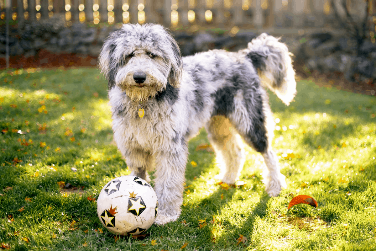 Aussiedoodle - A Mixed Dog Breed