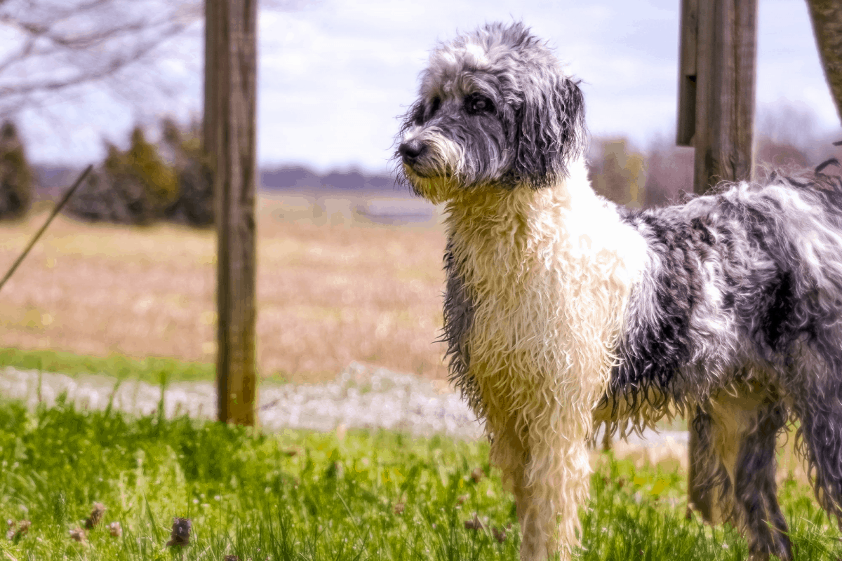 Aussiedoodle Coat