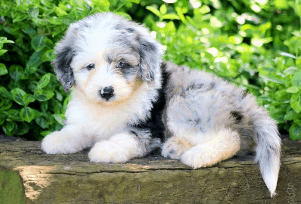 Aussiedoodle Puppies