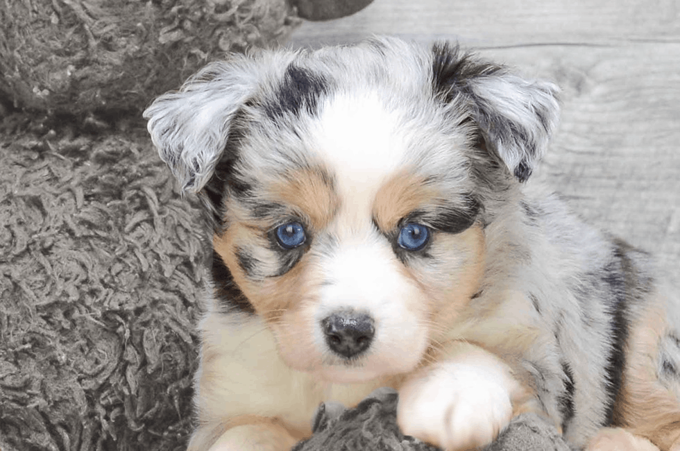 Aussiedoodle Temperament