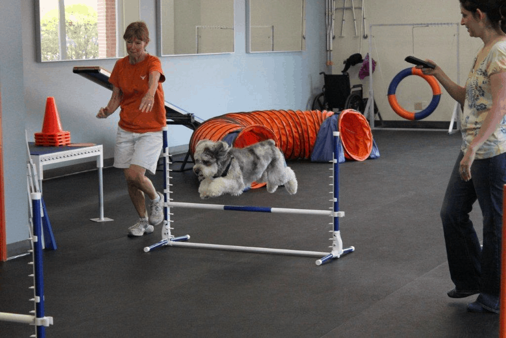 Aussiedoodle Training