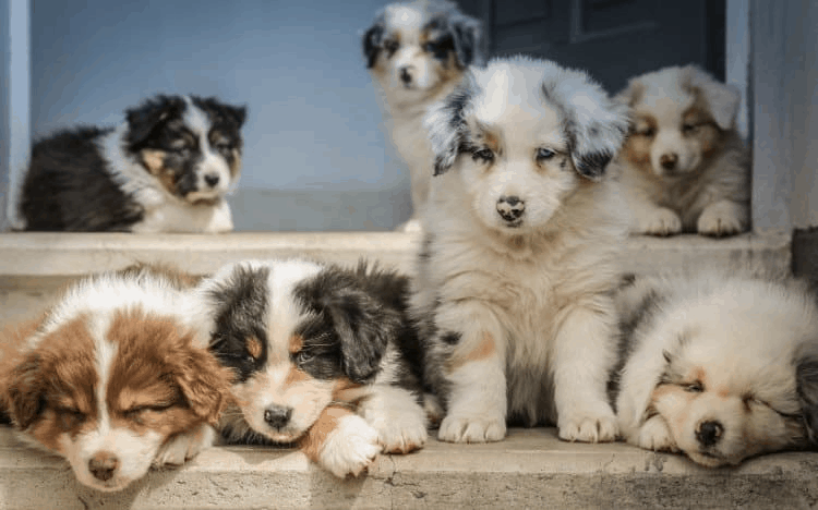 Aussiedoodles As Pets