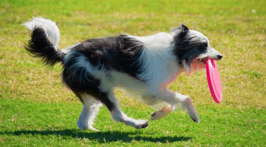 Tintagel sales border collies
