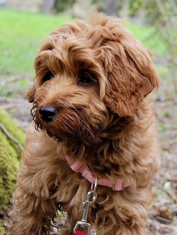 Poodle crosses have become increasingly popular in recent years