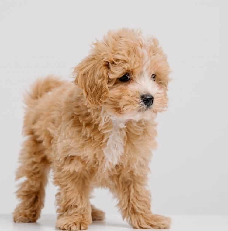 Poodle dog breed is known to have three different size types